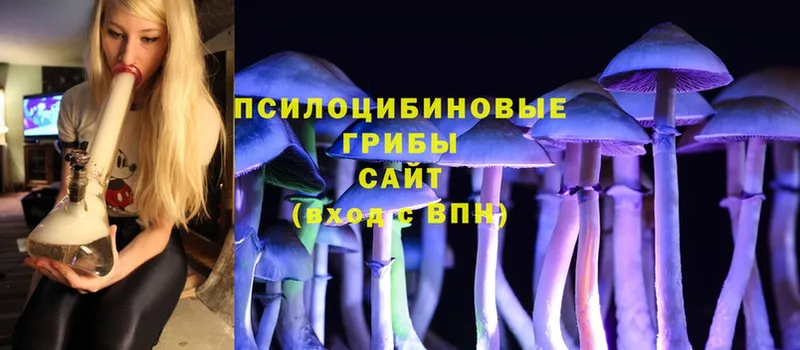 Псилоцибиновые грибы Psilocybe  Кимовск 